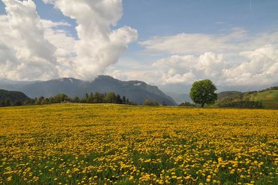 Scenic view of oilseed rape field against cloudy sky