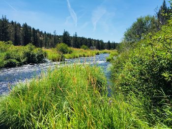 Scenic view of waterfall in forest against sky