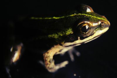 Close-up of a lizard