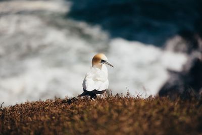 Close-up of bird perching on rock