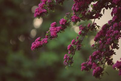 Close-up of pink flowering plant