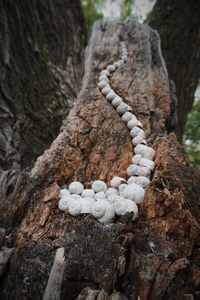 Close-up of mushrooms on rock