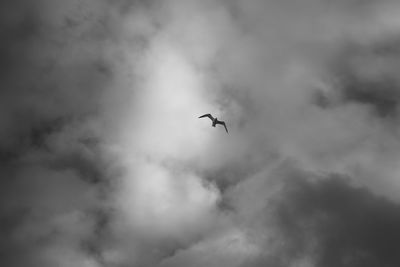 Low angle view of silhouette bird flying in sky