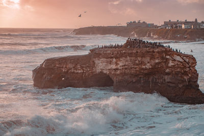 Birds perching on rock at beach against sky during sunset