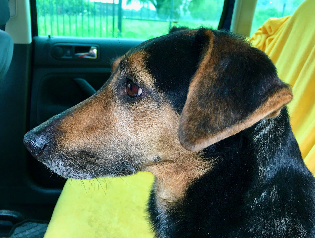 CLOSE-UP OF BLACK DOG IN CAR SEEN THROUGH WINDSHIELD