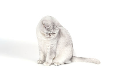 Close-up of a cat against white background