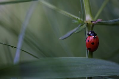 Seven-spot ladybird in a grassland