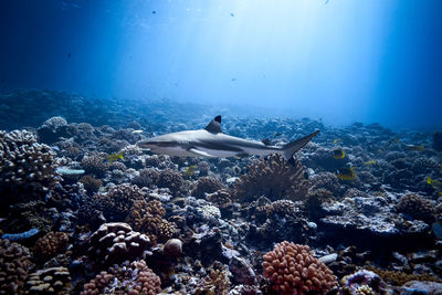 Fish swimming in sea