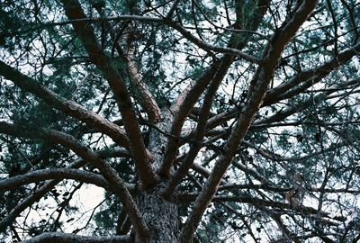 Low angle view of bare trees