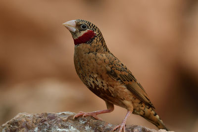 Cut throat finch