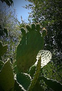 Close-up of leaves