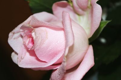 Close-up of pink rose