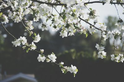 White flowers blooming on tree