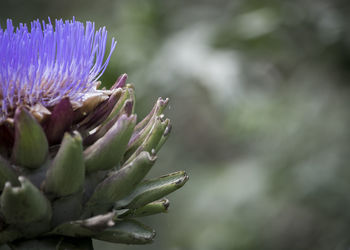 Close-up of purple flowering plant