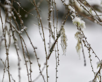 Close-up of frozen plant during winter