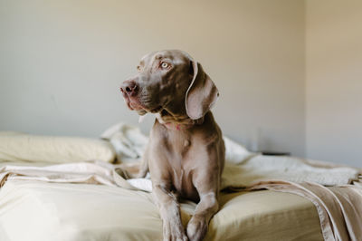 Close-up of dog sitting on bed at home