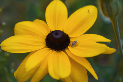 Close-up of yellow flower