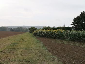 Plants growing on field against sky