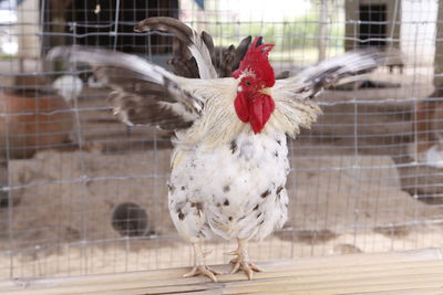 Close-up of rooster in cage