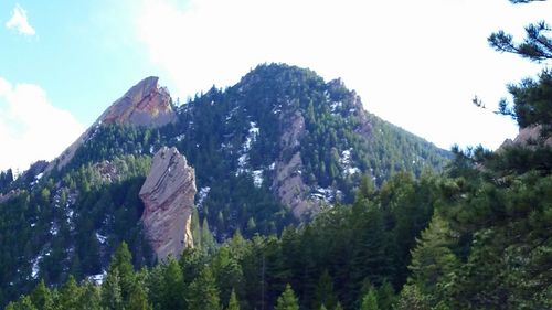 Low angle view of trees on mountain against sky