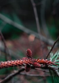 Close-up of red leaves on branch