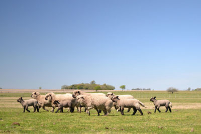 Sheep grazing on field against clear sky