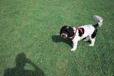 High angle view of dog on field