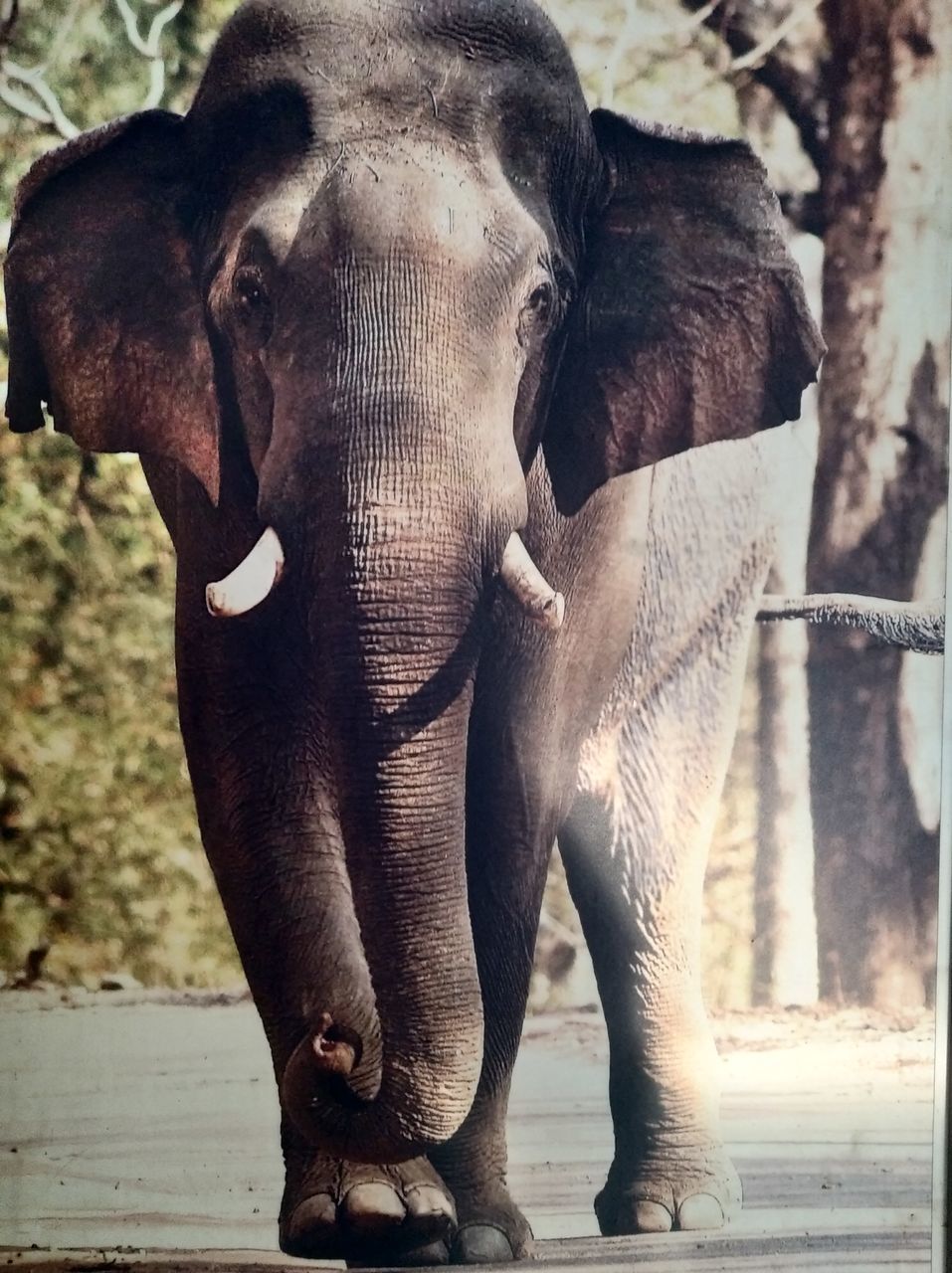 animal themes, animal, indian elephant, elephant, mammal, animal wildlife, wildlife, one animal, animal body part, african elephant, no people, animal trunk, safari, day, nature, tree, outdoors, standing, portrait