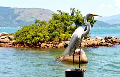 Bird perching on wooden post over lake