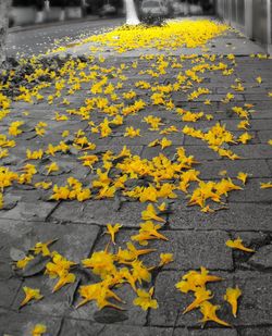 Yellow flowers