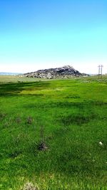 Scenic view of grassy field against clear sky