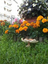 Plants growing in backyard