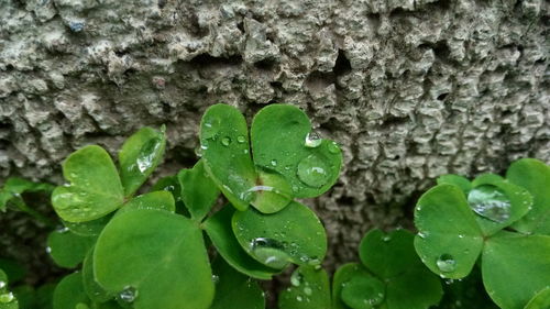 Close-up of leaves