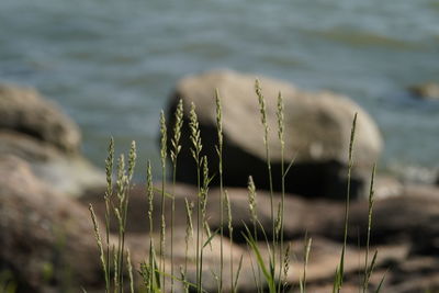 Close-up of plants growing on beach