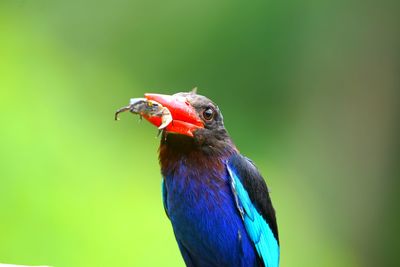 Close-up of bird