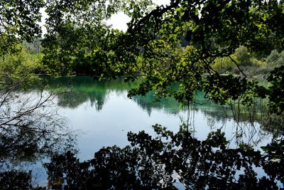 Trees by lake in forest against sky