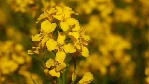 Close-up of yellow flowering plant on field