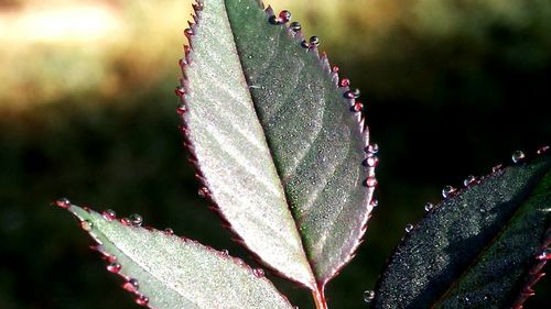 Close-up of plant