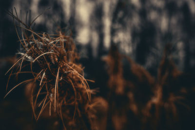 Close-up of dried plant