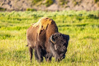 Lion standing in a field