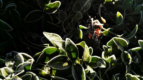 Close-up of insect on plant