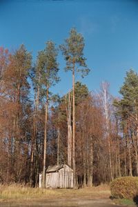 Trees in forest against sky
