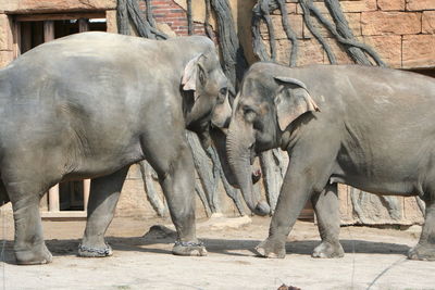 Elephant in zoo