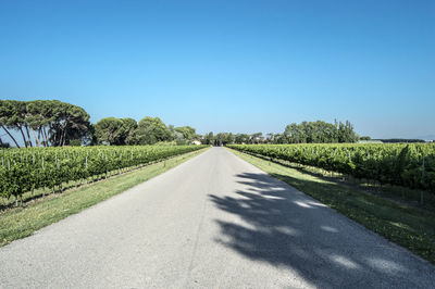 Road through vineyard