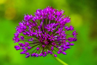 Close-up of purple flowering plant