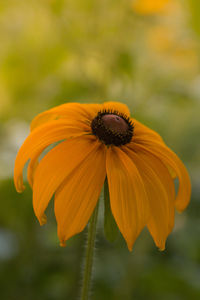 Close-up of yellow flower