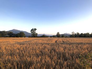 Scenic view of agricultural field against clear sky