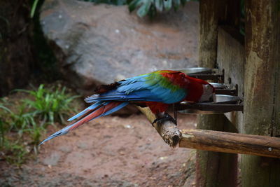 Close-up of parrot perching on wood