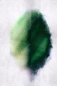 Digital composite image of plant