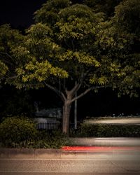 Road by trees in park at night
